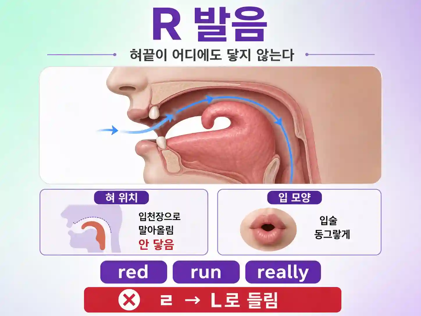 영어 R 발음 혀 위치와 입 모양 다이어그램