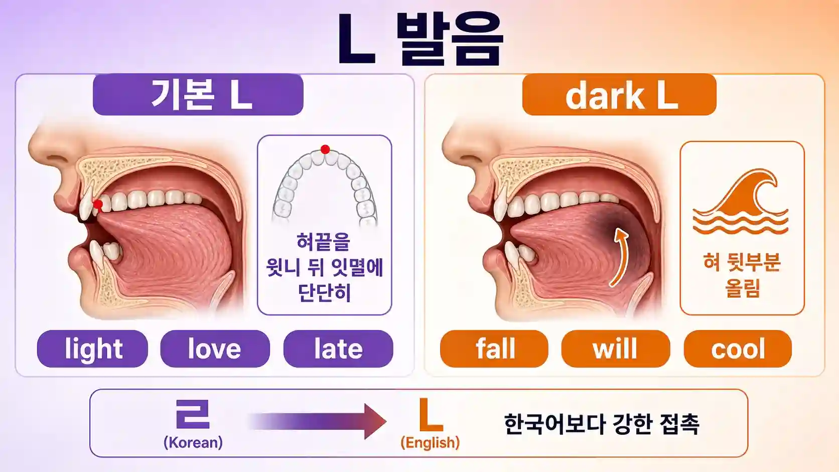 영어 L 발음 혀끝 윗니 뒤 접촉 위치 다이어그램