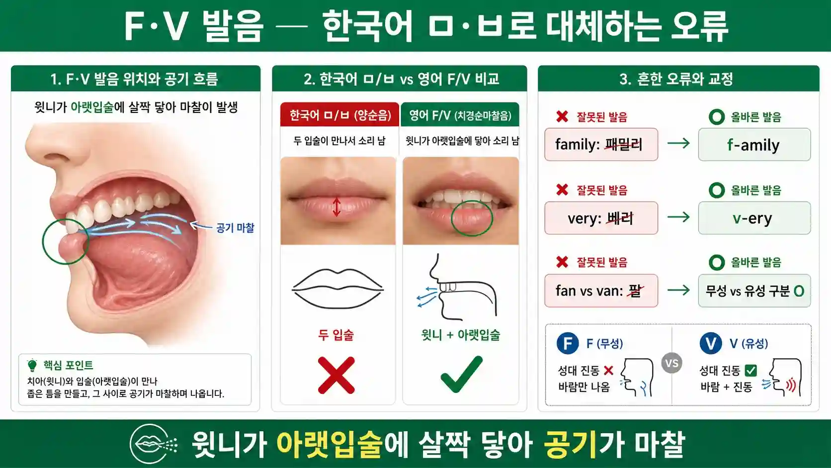 영어 F V 발음 정확한 입 모양 — 윗니가 아랫입술에 살짝 닿아 공기 마찰 일러스트 한국어 ㅍ ㅂ와 차이